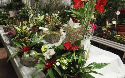 Segrino Verde è Pronto per il Natale