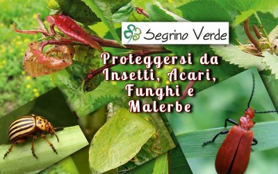 Proteggi il tuo Giardino e le tue Piante da Insetti e Malerbe